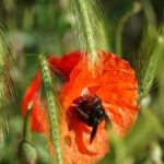 dispositif jeunes biodiversité Région