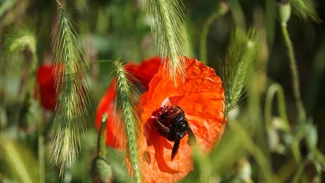 dispositif jeunes biodiversité Région